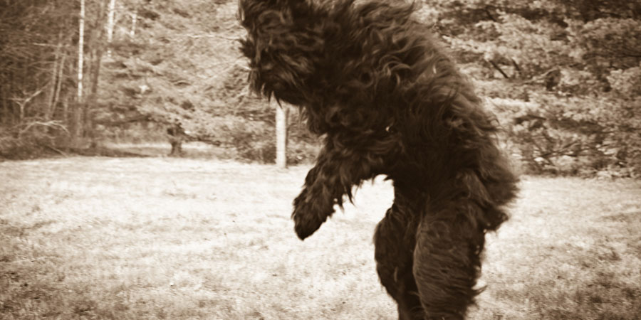 Types of Bigfoot and Its Derivatives