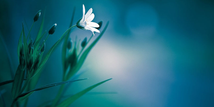 The Heart of 'White Magic'